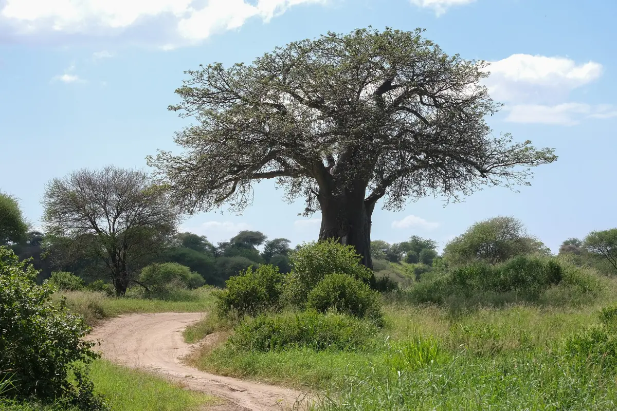 Affenbrotbaum neben einer Sandpiste im Tarangire-Nationalpark