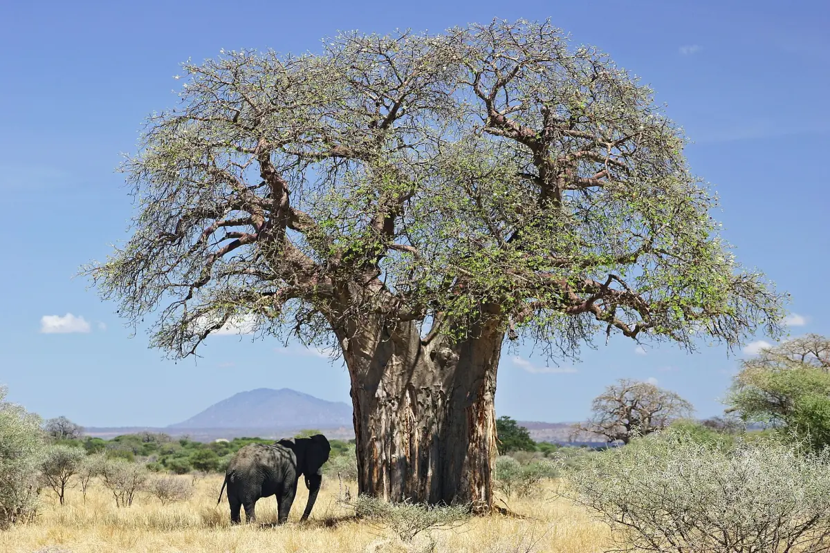 Elefant neben einem riesigen Affenbrotbaum mit einem Hügel im Hintergrund