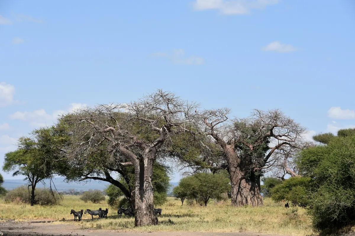 Gruppe von Affenbrotbäumen auf einer Ebene mit grasenden Zebras im Tarangire