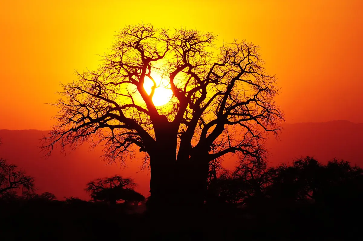 Silhouette eines Affenbrotbaums vor orangefarbenem Abendhimmel in Tansania