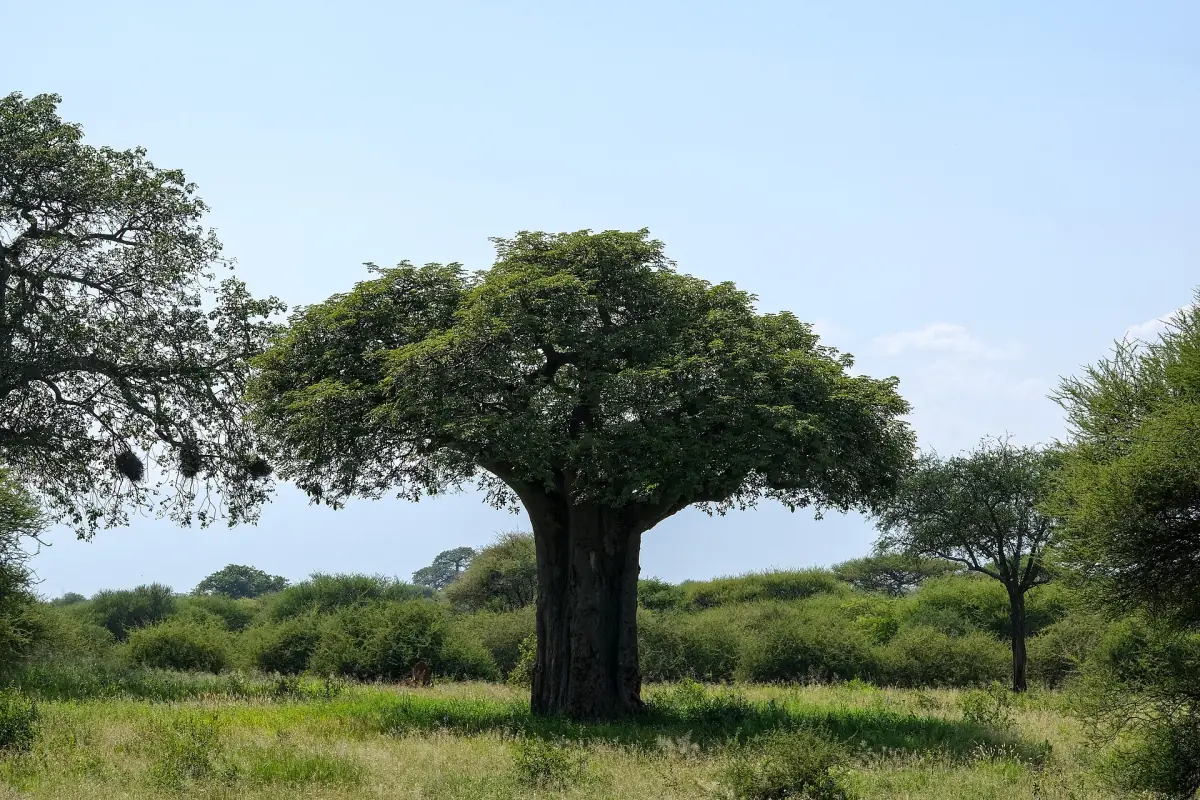 Großer grüner Affenbrotbaum in der offenen Savanne unter blauem Himmel im Tarangire-Nationalpark