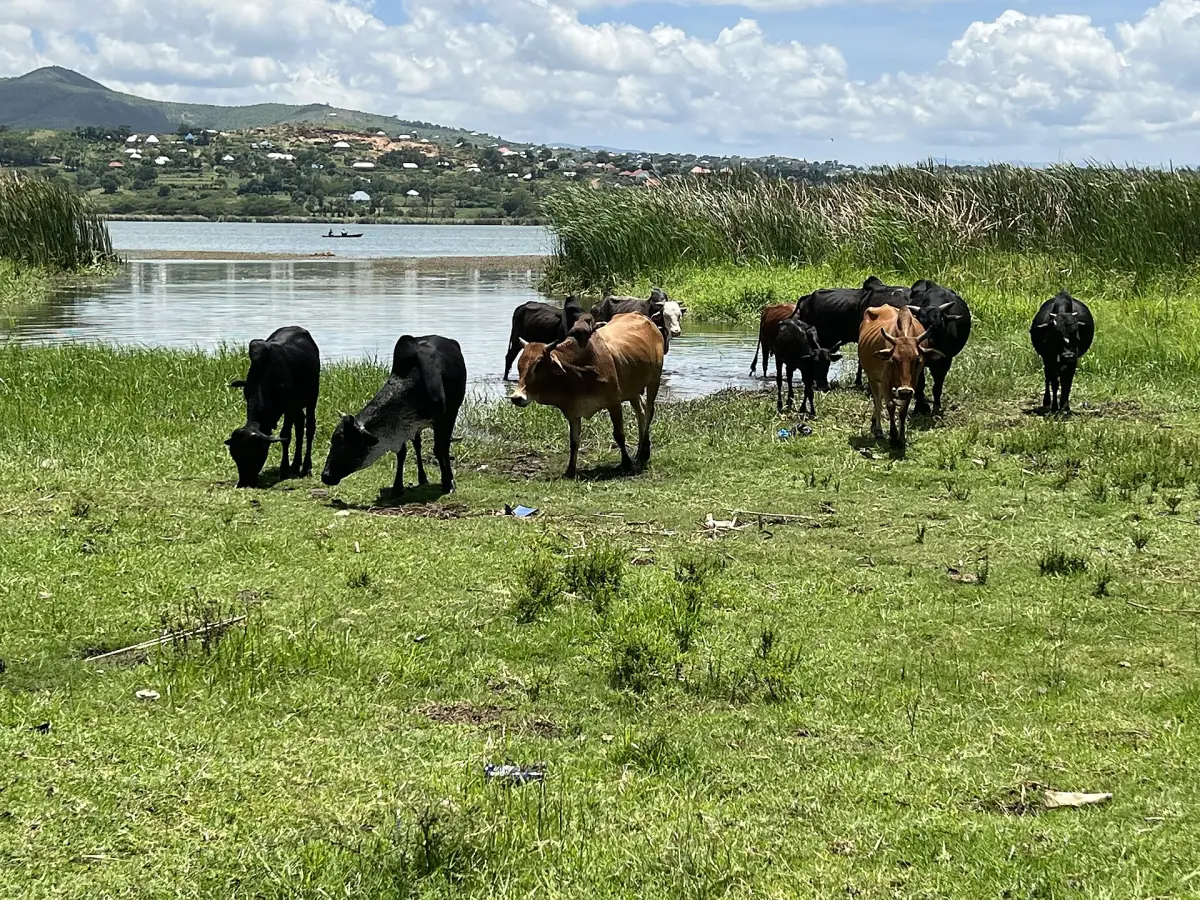 Rinder grasen im Feuchtgebiet am Ufer des Babati-Sees