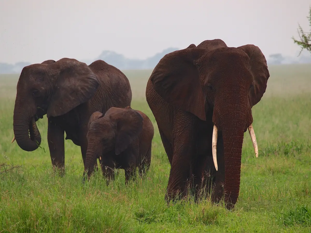 Elefantenkuh mit Kalb und ein weiterer Elefant im grünen Gras
