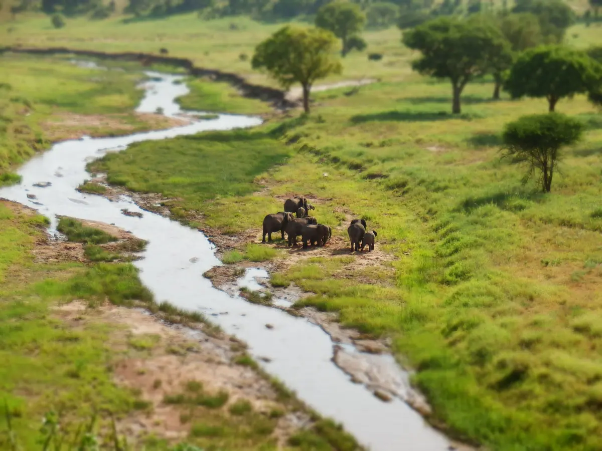 Elefantenherde am gewundenen Tarangire-Fluss im grünen Busch