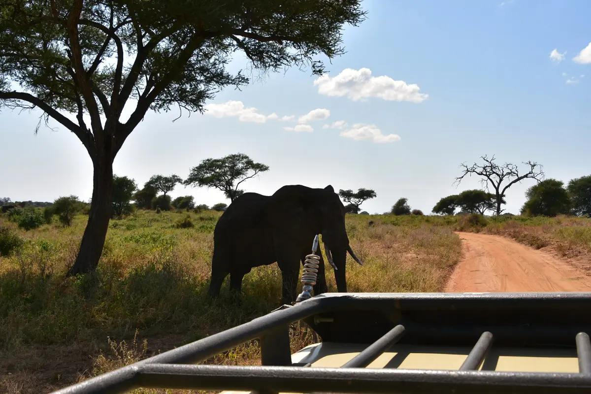 Elefant neben einer roten Sandpiste, gesehen aus einem offenen Safarifahrzeug