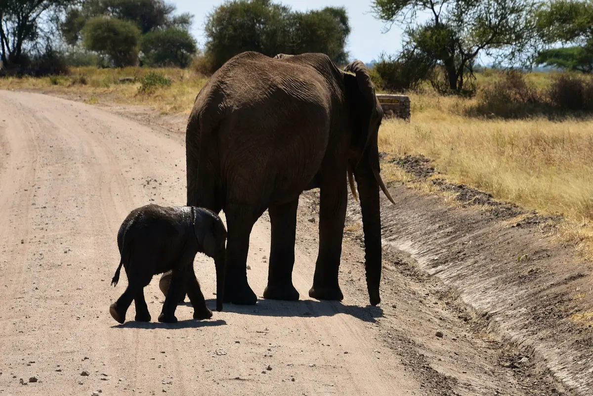 Elefant und Kalb gehen auf einer Sandstraße im Tarangire-Nationalpark