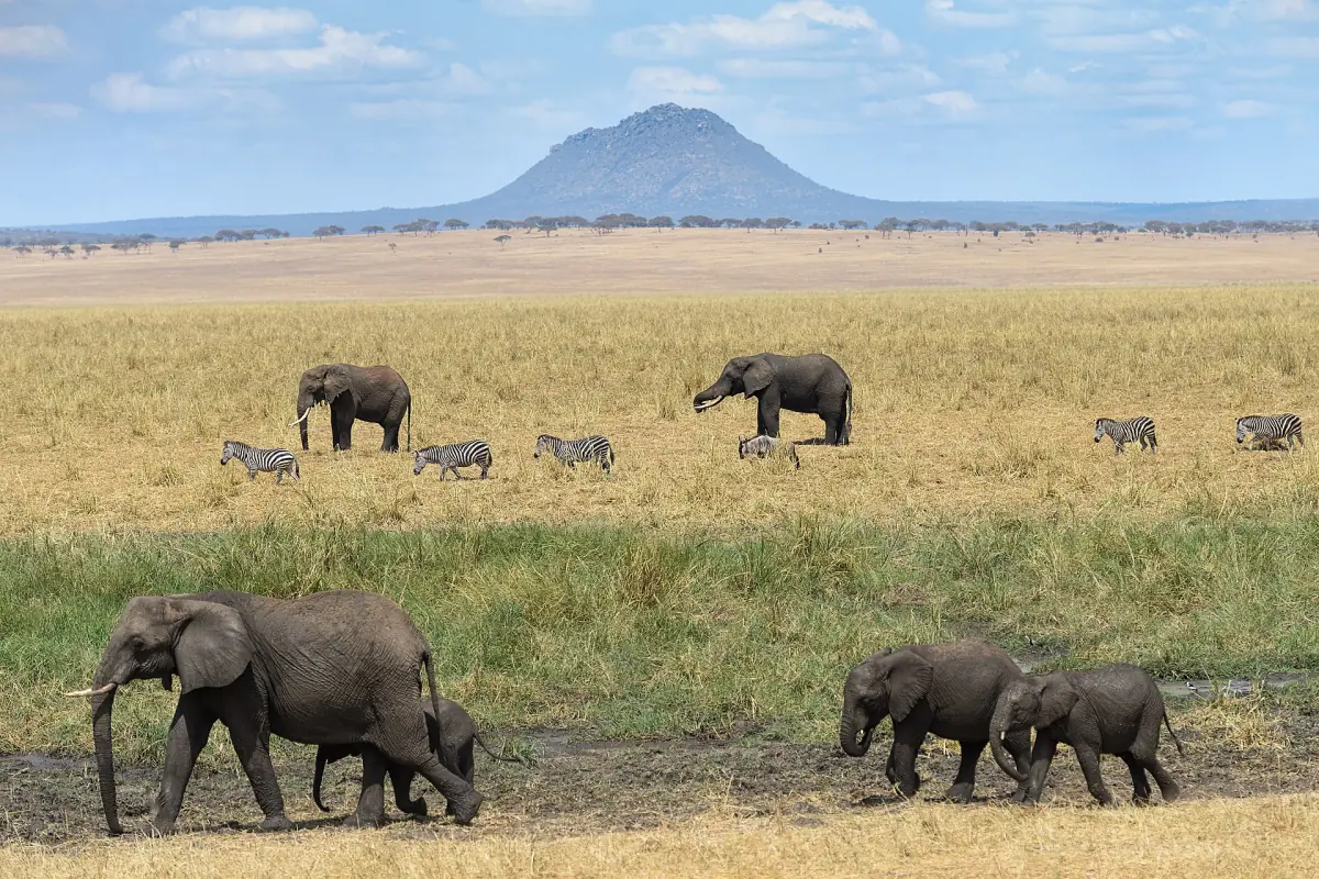 Elefanten und Zebras ziehen durch den Silale-Sumpf, im Hintergrund ein Vulkankegel