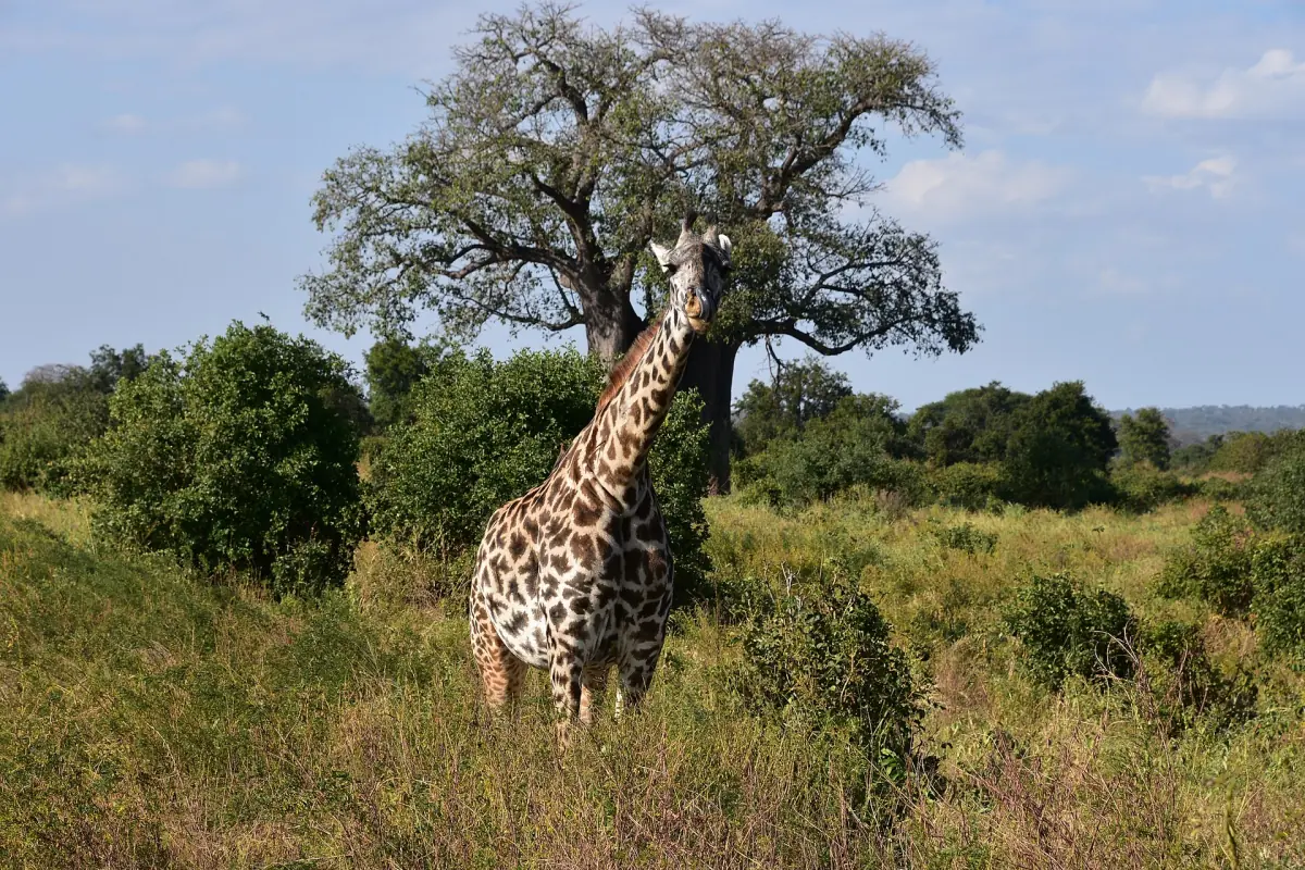 Giraffe neben einem Affenbrotbaum im Tarangire-Nationalpark