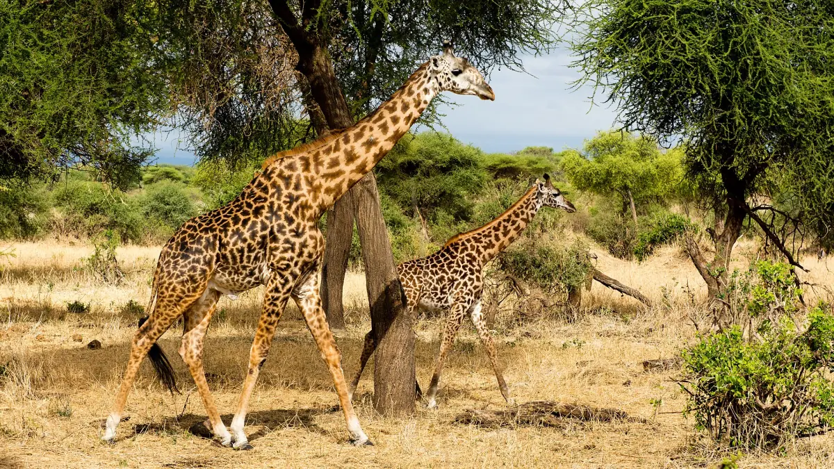 Giraffe mit Kalb im trockenen Busch des Tarangire