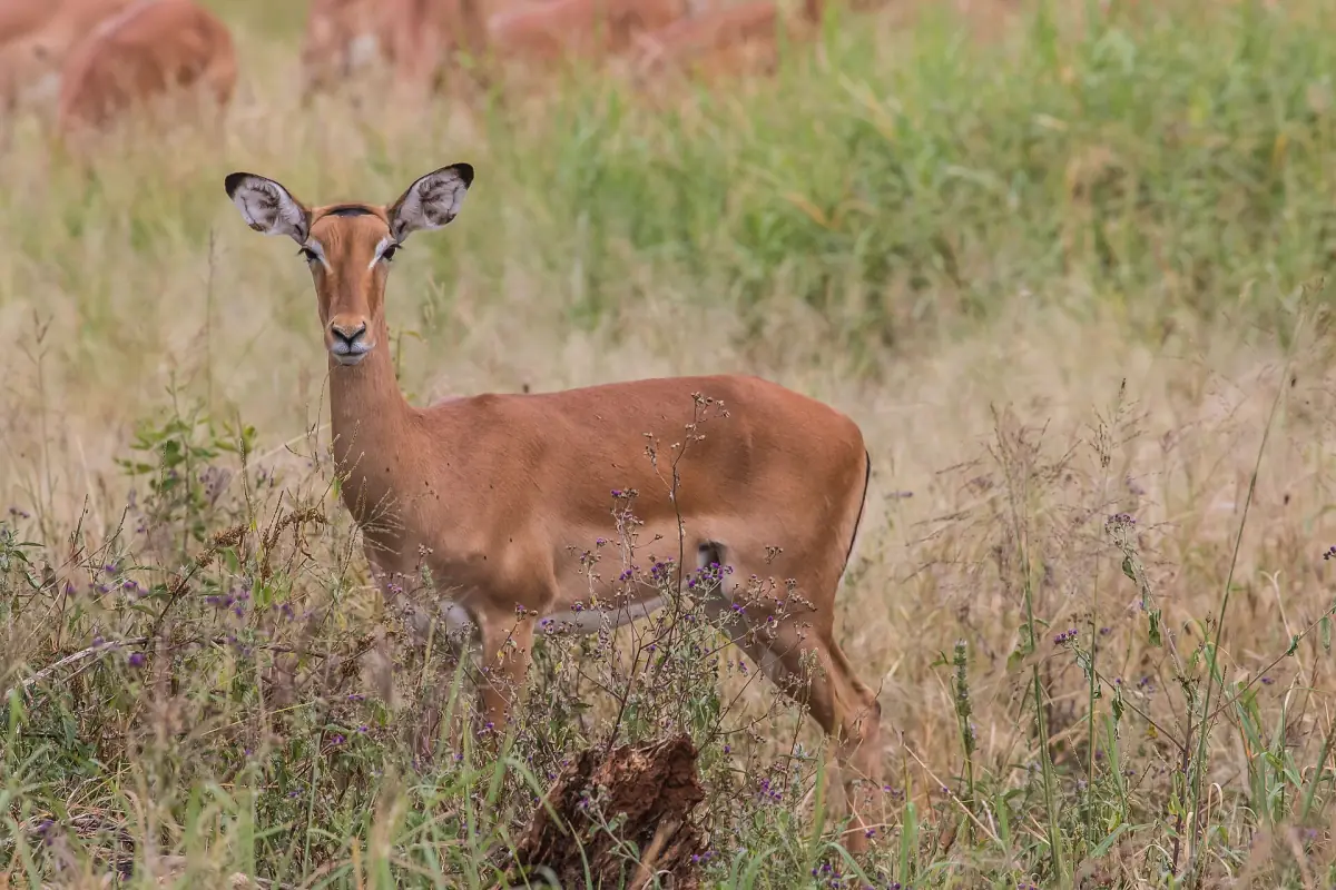 Weibliche Impala steht im trockenen Gras im Tarangire-Nationalpark