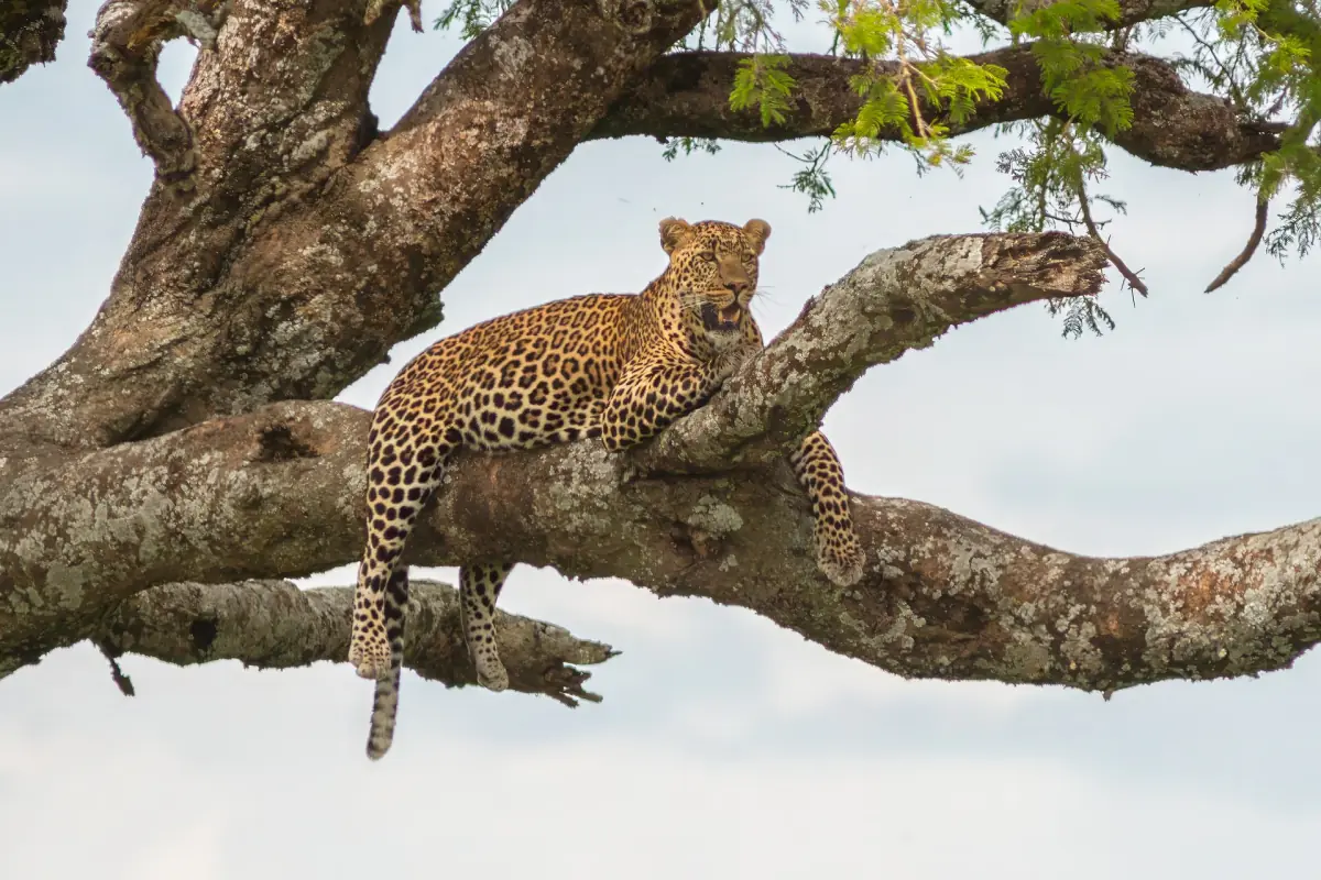 Leopard liegt auf einem dicken Ast über der offenen Ebene