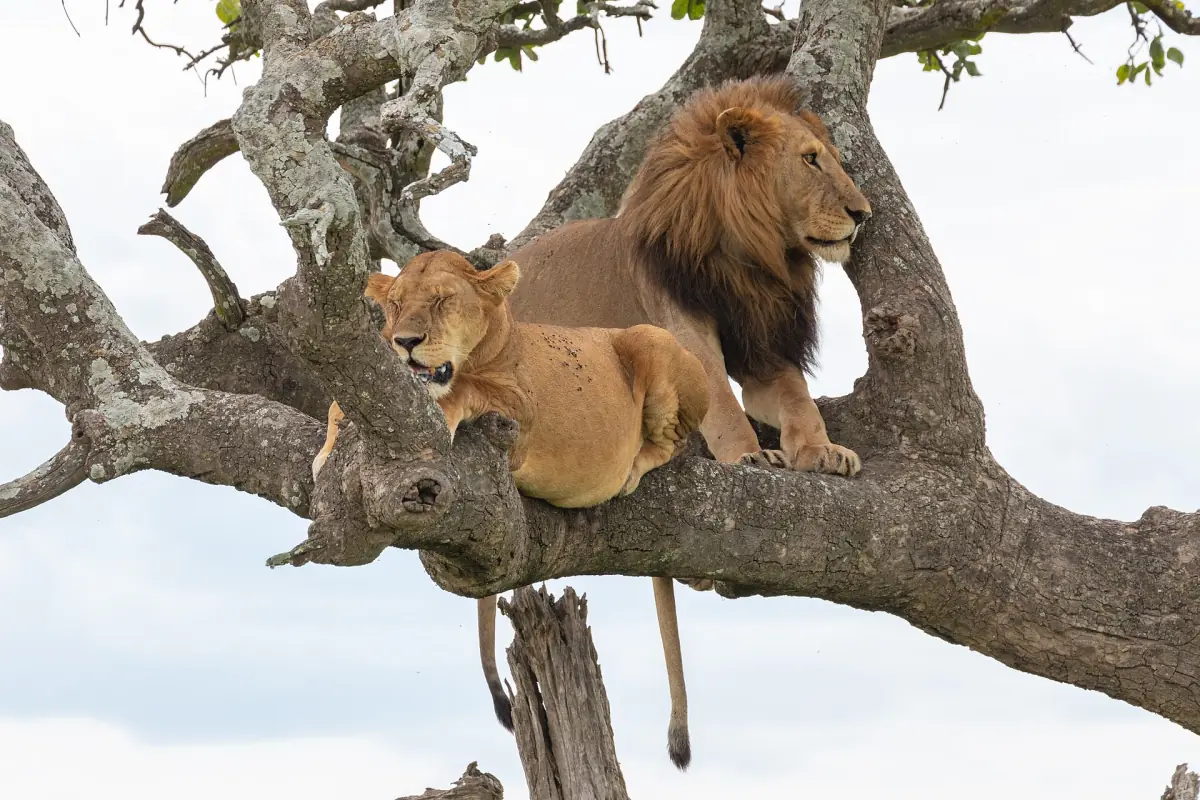 Löwe und Löwin ruhen gemeinsam auf einem Ast im Tarangire