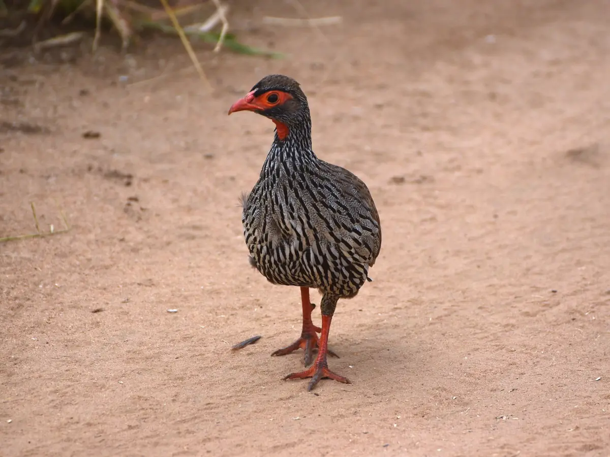 Rothalsfrankolin steht auf sandigem Boden im Tarangire