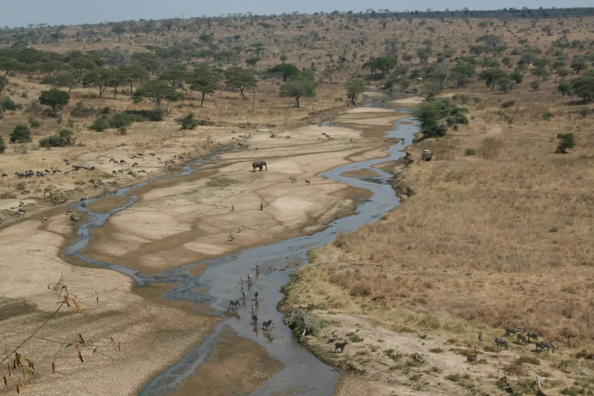 Der Tarangire-Fluss in der Trockenzeit mit breiten Sandbänken und kleinen Wasserstellen