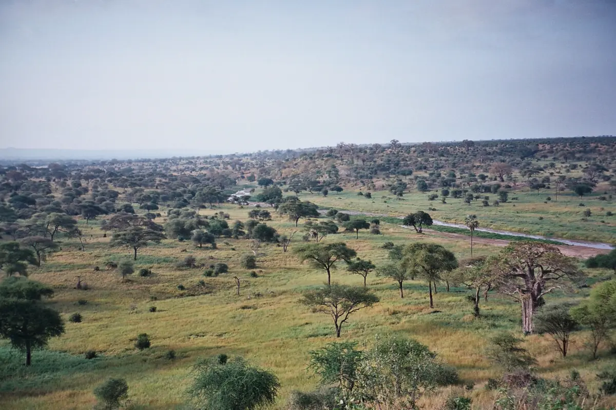 Weiter Blick über das Tal des Tarangire-Flusses mit Akazien und Affenbrotbäumen