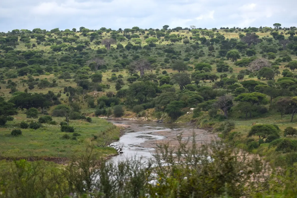 Blick über den grünen Busch mit dem sich windenden Tarangire-Fluss im Tal