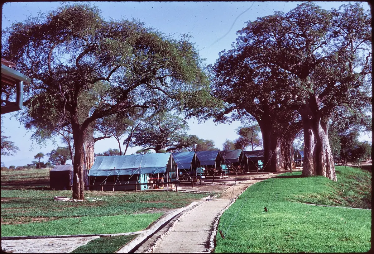Altes Foto eines Zeltcamps mit Affenbrotbäumen und einem Rasenweg