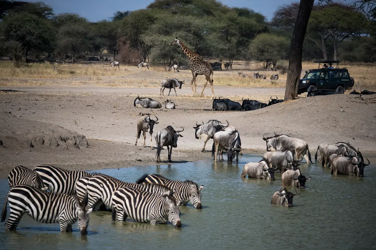 Zebras und Gnus trinken an einer Wasserstelle, dahinter ein Safarifahrzeug